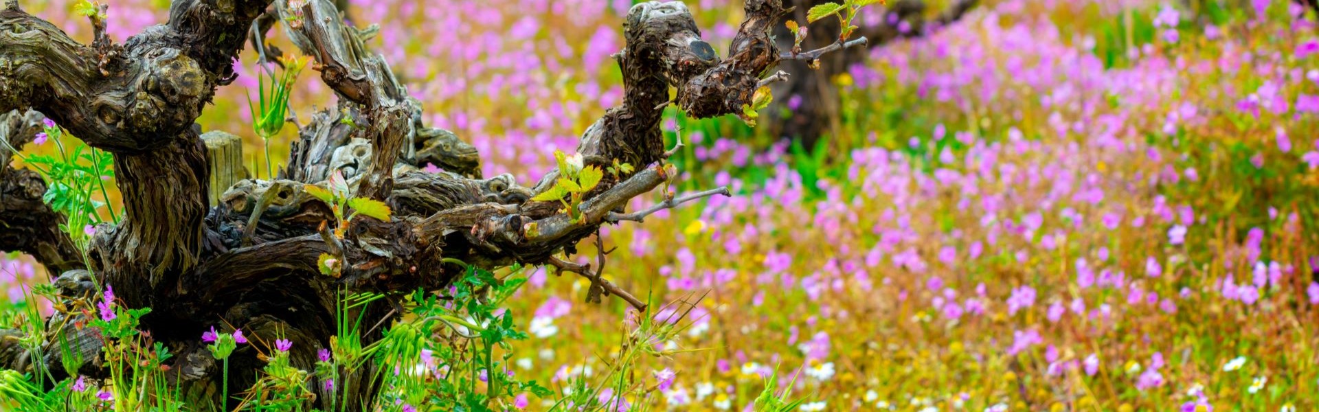 Image of vineyard in Spring